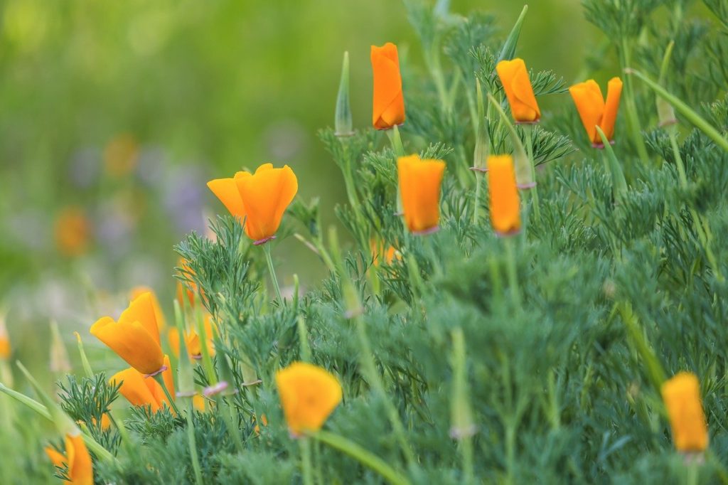 poppy, eschscholzia californica, gold poppy