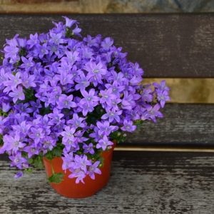 flowerpot-1372452_960_720