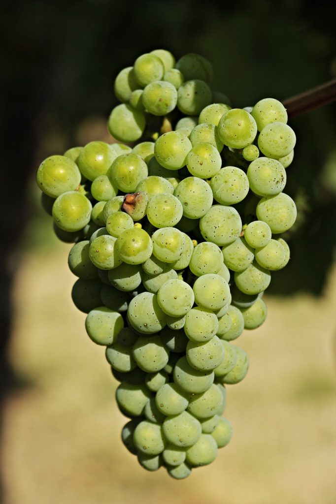 wine, grapes, grapevine
